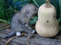 Barn Cats