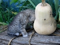 Barn Cats