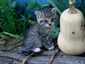 Barn Cats