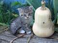 Barn Cats