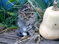 Barn Cats