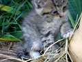 Barn Cats