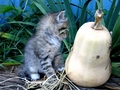 Barn Cats