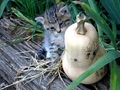 Barn Cats