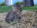 Barn Cats