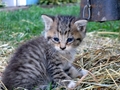 Barn Cats