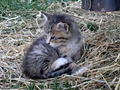 Barn Cats