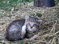 Barn Cats