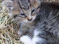 Barn Cats