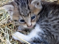 Barn Cats