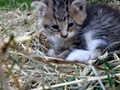 Barn Cats