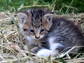 Barn Cats