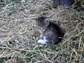 Barn Cats