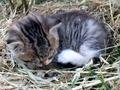 Barn Cats