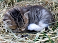 Barn Cats