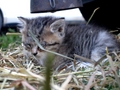 Barn Cats