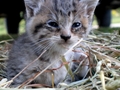 Barn Cats