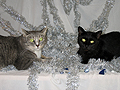 Holiday Cats