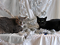 Holiday Cats