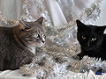 Holiday Cats