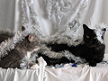 Holiday Cats