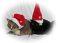 Holiday Cats