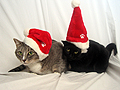 Holiday Cats