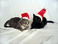 Holiday Cats