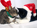 Holiday Cats