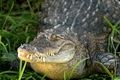 Cypress Gardens Gator