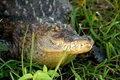 Cypress Gardens Gator