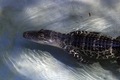 Cypress Gardens Gator