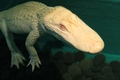 Albino Gator