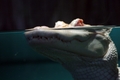 Albino Gator