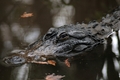 Silver Springs Gator