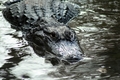 Silver Springs Gator