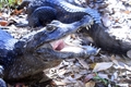 Silver Springs Gator