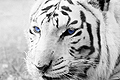 White Tiger