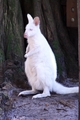 Albino Wallaby