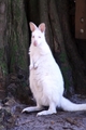 Albino Wallaby