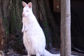 Albino Wallaby