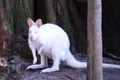 Albino Wallaby