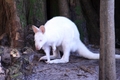 Albino Wallaby