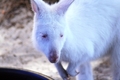 Albino Wallaby