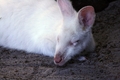 Albino Wallaby