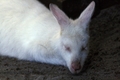 Albino Wallaby