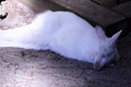 Albino Wallaby