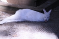 Albino Wallaby