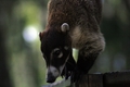 Coati