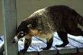 Coati